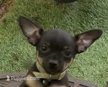 Jacob  – Chihuahua puppy for sale in Acworth, GA
