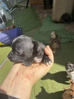 CKC Tyler Teacup , a male Chihuahua for sale in Acworth, GA – Photo 4 of 6