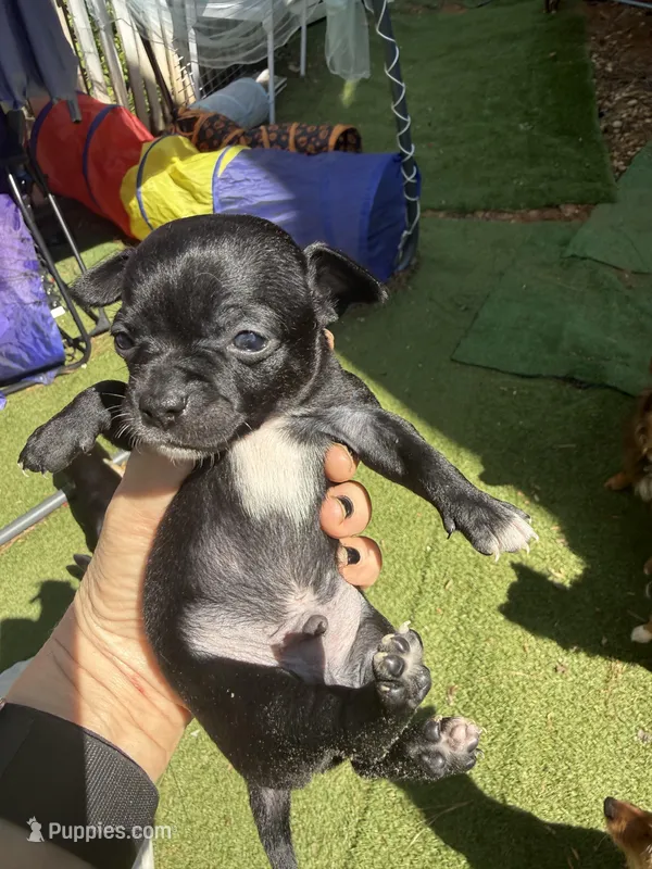 CKC Tyler Teacup  – Chihuahua puppy for sale in Acworth, GA