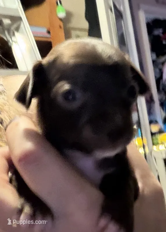 CKC Tyler  – Chihuahua puppy for sale in Acworth, GA