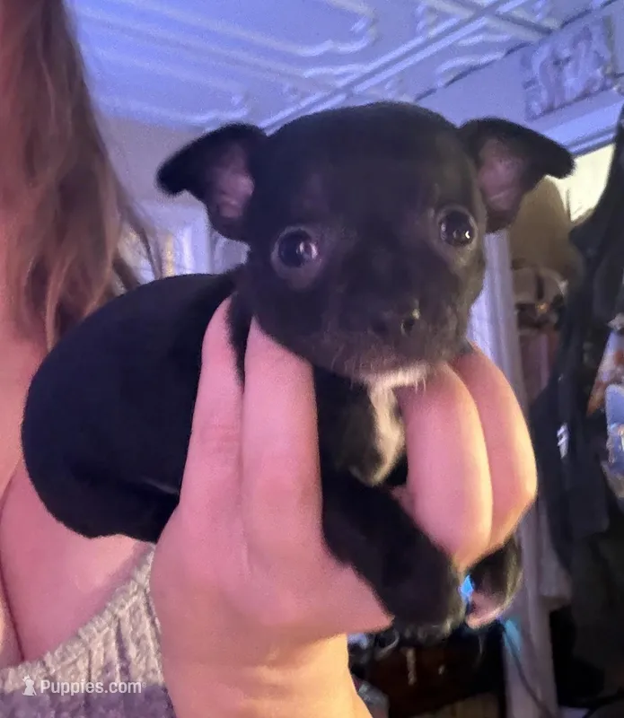CKC Tyler Teacup  – Chihuahua puppy for sale in Acworth, GA
