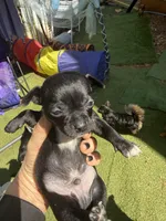 CKC Tyler Teacup , a male Chihuahua for sale in Acworth, GA – Photo 2 of 6