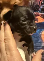 CKC Tyler , a male Chihuahua for sale in Acworth, GA – Photo 2 of 2