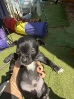 CKC Tyler Teacup , a male Chihuahua for sale in Acworth, GA – Photo 5 of 6