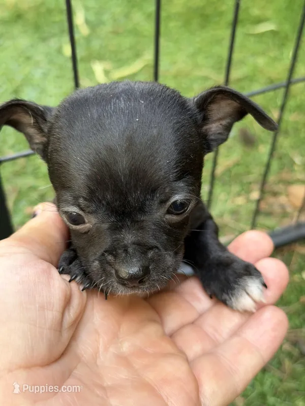 CKC Tyler Teacup  – Chihuahua puppy for sale in Acworth, GA