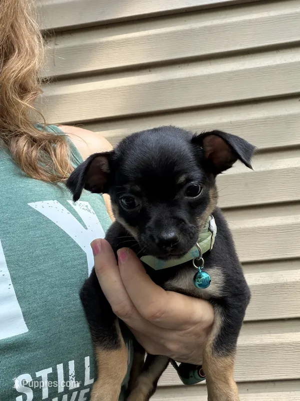 Jacob  – Chihuahua puppy for sale in Acworth, GA