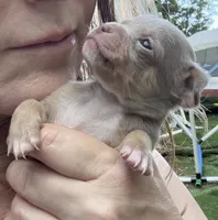 CKC  Tyler , a male Chihuahua for sale in Acworth, GA – 2 of 6