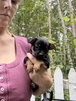 Tia , a female Chihuahua for sale in Acworth, GA – 7 of 7