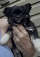 AKC/CKC Bernard , a male Chihuahua for sale in Acworth, GA – 3 of 10
