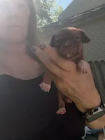 CKC Tony Teacup , a male Chihuahua for sale in Acworth, GA – Photo 2 of 4