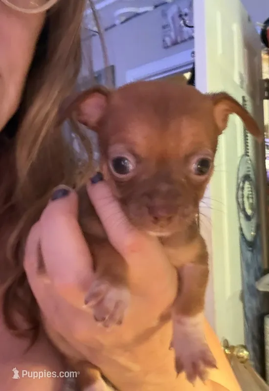 CKC Tony – Chihuahua puppy for sale in Acworth, GA
