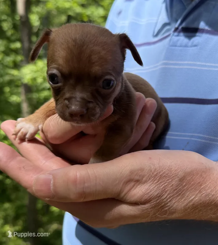 CKC Tony Teacup  – Chihuahua puppy for sale in Acworth, GA