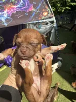 CKC Tony Teacup , a male Chihuahua for sale in Acworth, GA – Photo 3 of 4