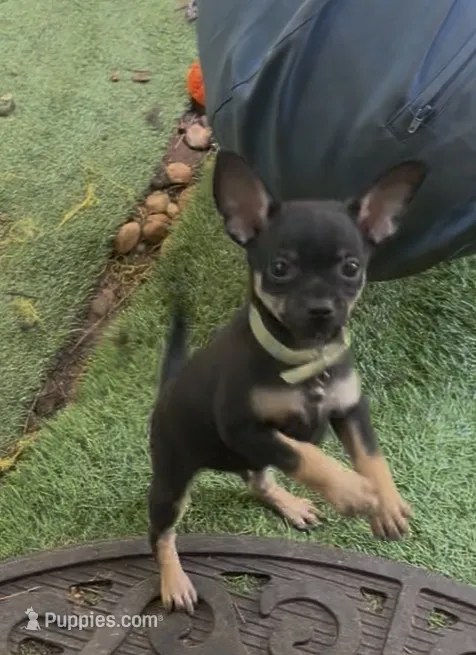 Jacob  – Chihuahua puppy for sale in Acworth, GA
