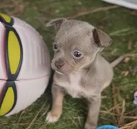 CKC Dora the explorer , a female Chihuahua for sale in Acworth, GA – 3 of 3