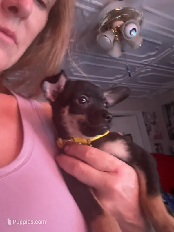 Jacob  – Chihuahua puppy for sale in Acworth, GA