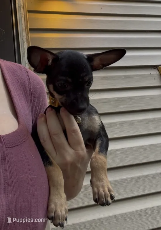 Jake  – Chihuahua puppy for sale in Acworth, GA
