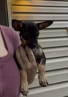 Jake , a male Chihuahua for sale in Acworth, GA – 1 of 7