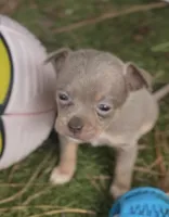 CKC Dora the explorer , a female Chihuahua for sale in Acworth, GA – 2 of 3