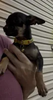 Jake , a male Chihuahua for sale in Acworth, GA – 5 of 7