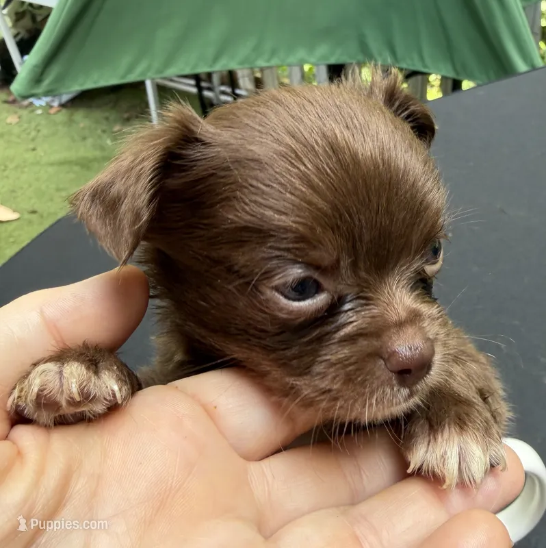 CKC Chino  – Chihuahua puppy for sale in Acworth, GA