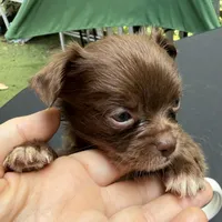 CKC Chino , a female Chihuahua for sale in Acworth, GA – 1 of 8