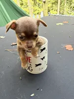 CKC Chico , a male Chihuahua for sale in Acworth, GA – 5 of 6