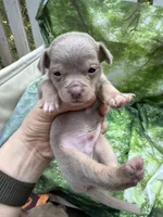 CKC  Tyler , a male Chihuahua for sale in Acworth, GA – 5 of 6