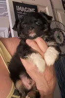 Bernard , a male Chihuahua for sale in Acworth, GA – 2 of 5