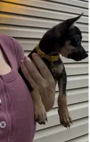 Jake , a male Chihuahua for sale in Acworth, GA – 3 of 7