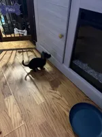 Tia , a female Chihuahua for sale in Acworth, GA – 4 of 6