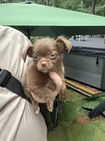 Fluffy , a male Chihuahua for sale in Acworth, GA – 4 of 6