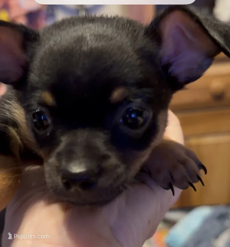 Justin  – Chihuahua puppy for sale in Acworth, GA