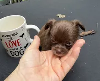 CKC Chino , a female Chihuahua for sale in Acworth, GA – 4 of 8
