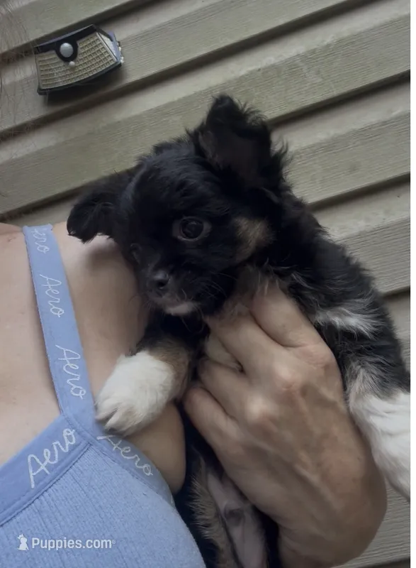 AKC/CKC Bernard  – Chihuahua puppy for sale in Acworth, GA