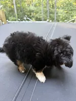 AKC/CKC Bernard , a male Chihuahua for sale in Acworth, GA – 8 of 10