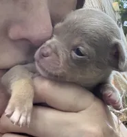 CKC  Tyler , a male Chihuahua for sale in Acworth, GA – 3 of 6