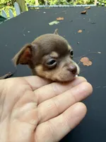 CKC Chico , a male Chihuahua for sale in Acworth, GA – 4 of 6