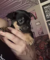 Tia , a female Chihuahua for sale in Acworth, GA – 3 of 6