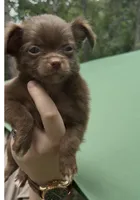 Fluffy , a male Chihuahua for sale in Acworth, GA – 6 of 6