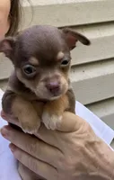 CKC Chico , a male Chihuahua for sale in Acworth, GA – 6 of 6
