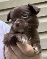 CKC Chino , a female Chihuahua for sale in Acworth, GA – 2 of 8