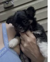 AKC/CKC Bernard , a male Chihuahua for sale in Acworth, GA – 4 of 10
