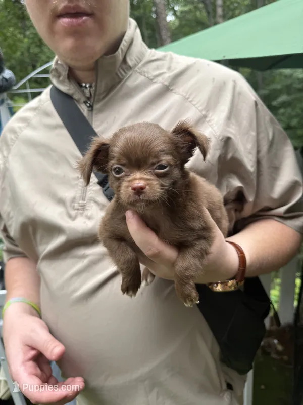 Fluffy  – Chihuahua puppy for sale in Acworth, GA