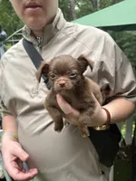 Fluffy , a male Chihuahua for sale in Acworth, GA – 2 of 6