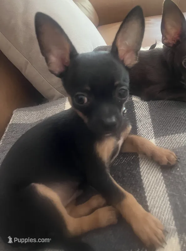 Jacob  – Chihuahua puppy for sale in Acworth, GA