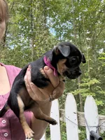 Tia , a female Chihuahua for sale in Acworth, GA – 3 of 7