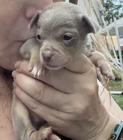 CKC  Tyler , a male Chihuahua for sale in Acworth, GA – 4 of 6