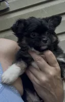 AKC/CKC Bernard , a male Chihuahua for sale in Acworth, GA – 2 of 10
