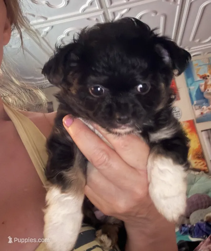 Bernard  – Chihuahua puppy for sale in Acworth, GA